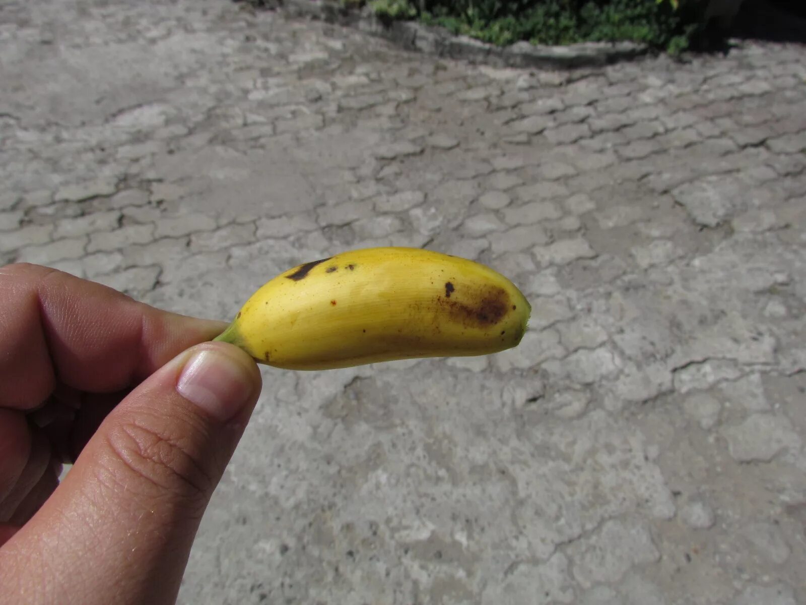 Видео где банан. Маленькие бананы. Большой банан. Карликовый банан. Свмой большой банан.