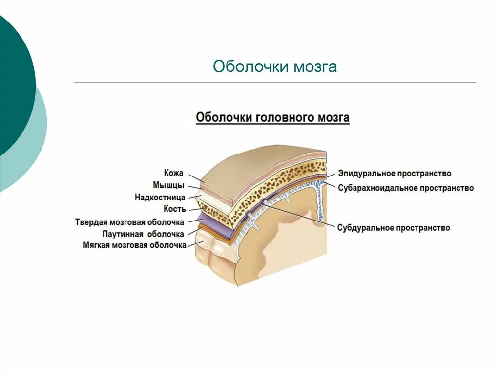 Внутренняя оболочка мозга. Строение оболочек головного мозга. Твердая мозговая оболочка головного мозга схема. Строение мягкой оболочки головного мозга. Твердая мозговая оболочка головного мозга строение и функции.