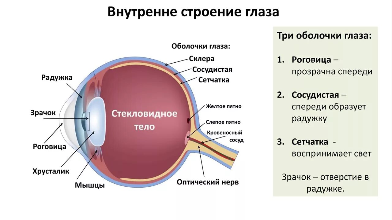 Как называется прозрачная часть белочной оболочки глаза. Строение внутренней оболочки глаза. Роговица хрусталик стекловидное тело. Строение глазного яблока ОГЭ. Внутренняя оболочка глаза строение и функции.