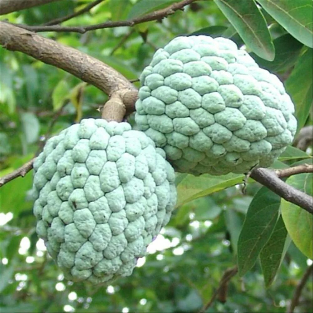 Картинки из аниме сахарное яблоко. Сказ о сахарном яблоке аниме. Сахарное яблоко дата выхода серий. Сахарное яблоко египет. Аннона сквамоза.