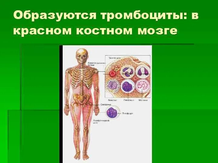 Клетки крови образующийся в костном мозге. Тромбоциты красный костный мозг. В Красном костном мозге образуются. Красный костный мозг образован. Тромбоциты в Красном костном мозге препарат.
