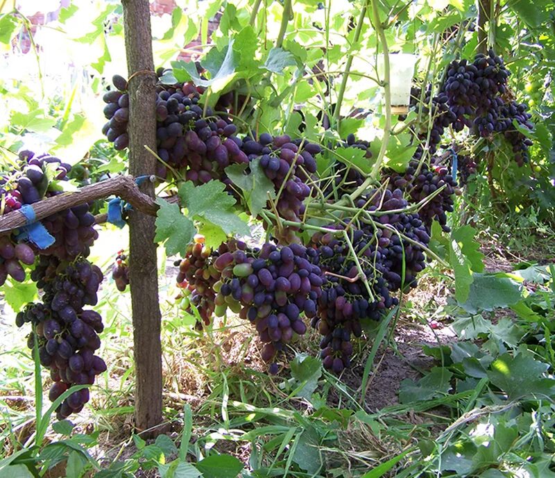 Виноград Блэк фингер кишмиш. Виноград кишмиш чёрный Узбекистан. Кодрянка. Сорт винограда черный палец кишмиш. Кишмиш черный палец