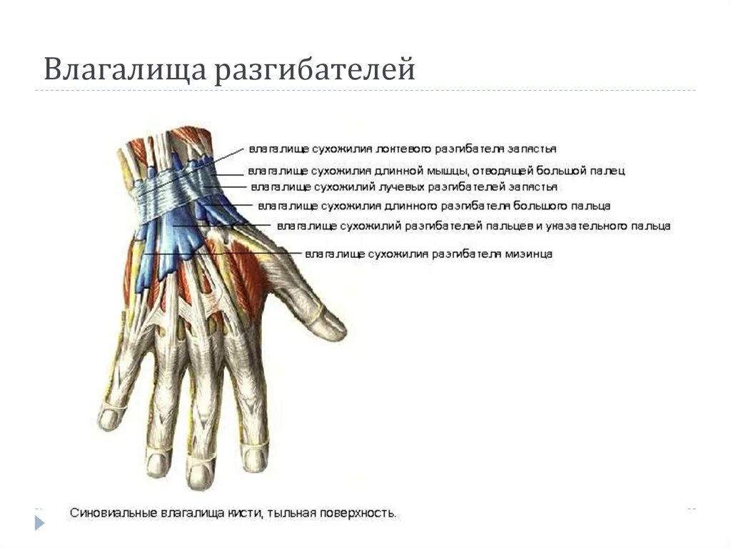 Описание сухожилий. Синовиальные влагалища сухожилий сгибателей кисти. Синовиальные влагалища тыла кисти. Сухожилие разгибателя пальца кисти. Синовиальные влагалища сухожилий ладонной поверхности кисти.