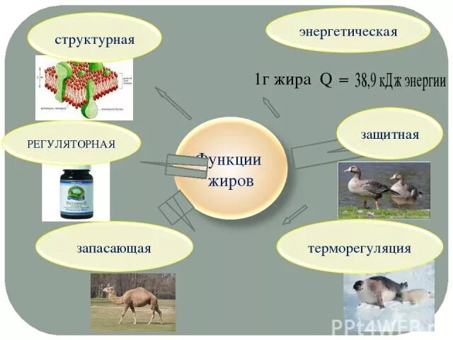 Охарактеризуйте роль жиров в организме животных приведите. Функции жиров. Жиры энергетическая функция. Жиры функции в организме. Выполняемые функции жиров.