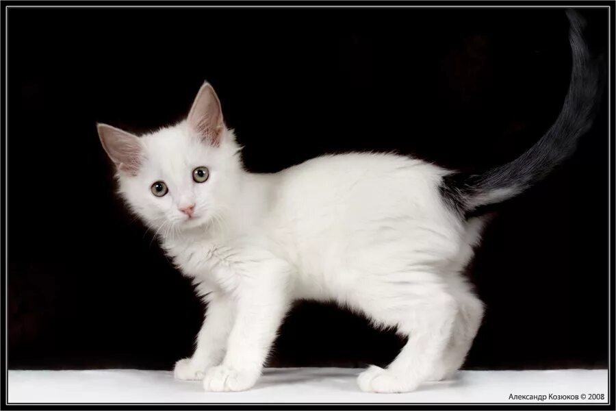 Придется взять. Белая кошка с черным хвостом. Белый котик с черным хвостом. Хвост черной кошки.
