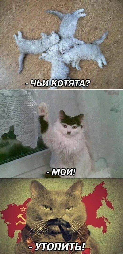 Пин от пользователя Vova Sych на доске 1 Объятия животных, Забавные зверюшки, Ве