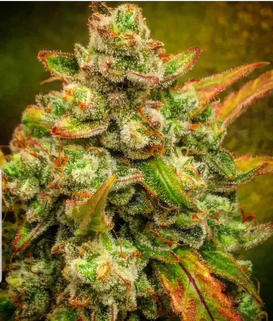 Сорт фото. Amnezia Haze сорт. Сорт марихуаны Amnesia Haze. Амнезия сорт травы. Сорт травы амнезия Хейз.