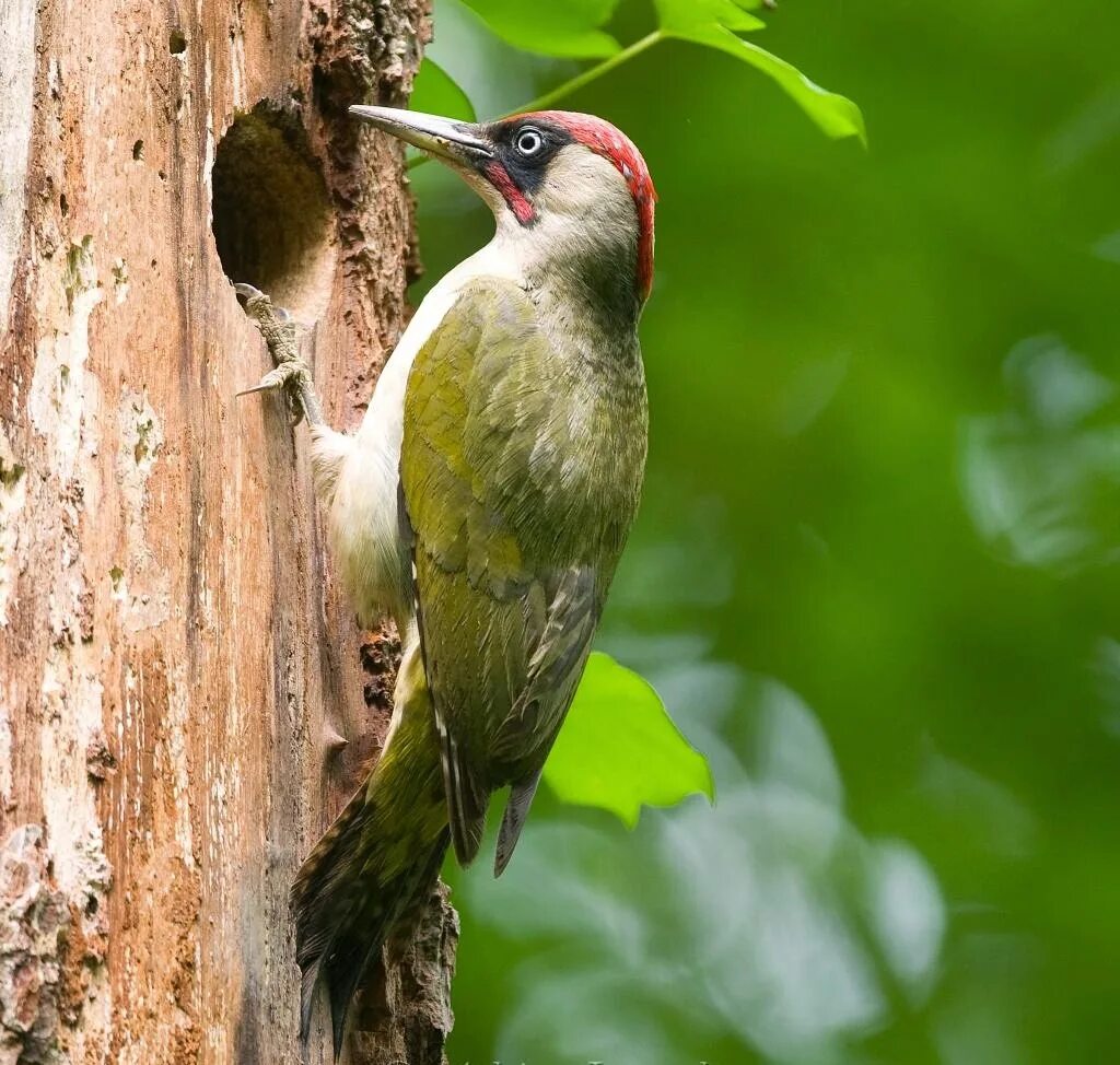 Зелёный дятел ареал. Зелёный дятел с хохолком. Зелёный дятел ареал. Зеленый дятел -picus viridis linnaeus (1758). Picus viridis (зеленый дятел).