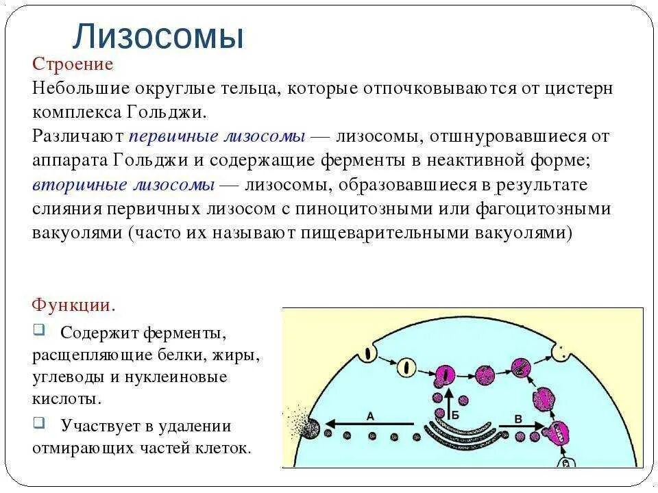 Особенности лизосом