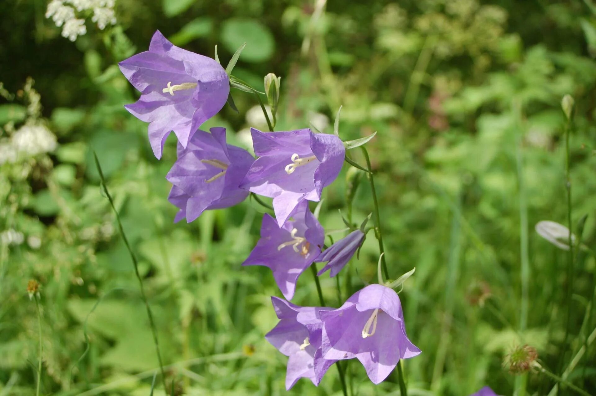 Колокольчик озеро. Колокольчик персиколистный (Campanula persicifolia). Колокольчик персиколистный (Campanula persicifolia l.). Колокольчик персиколистный Такион Блю.