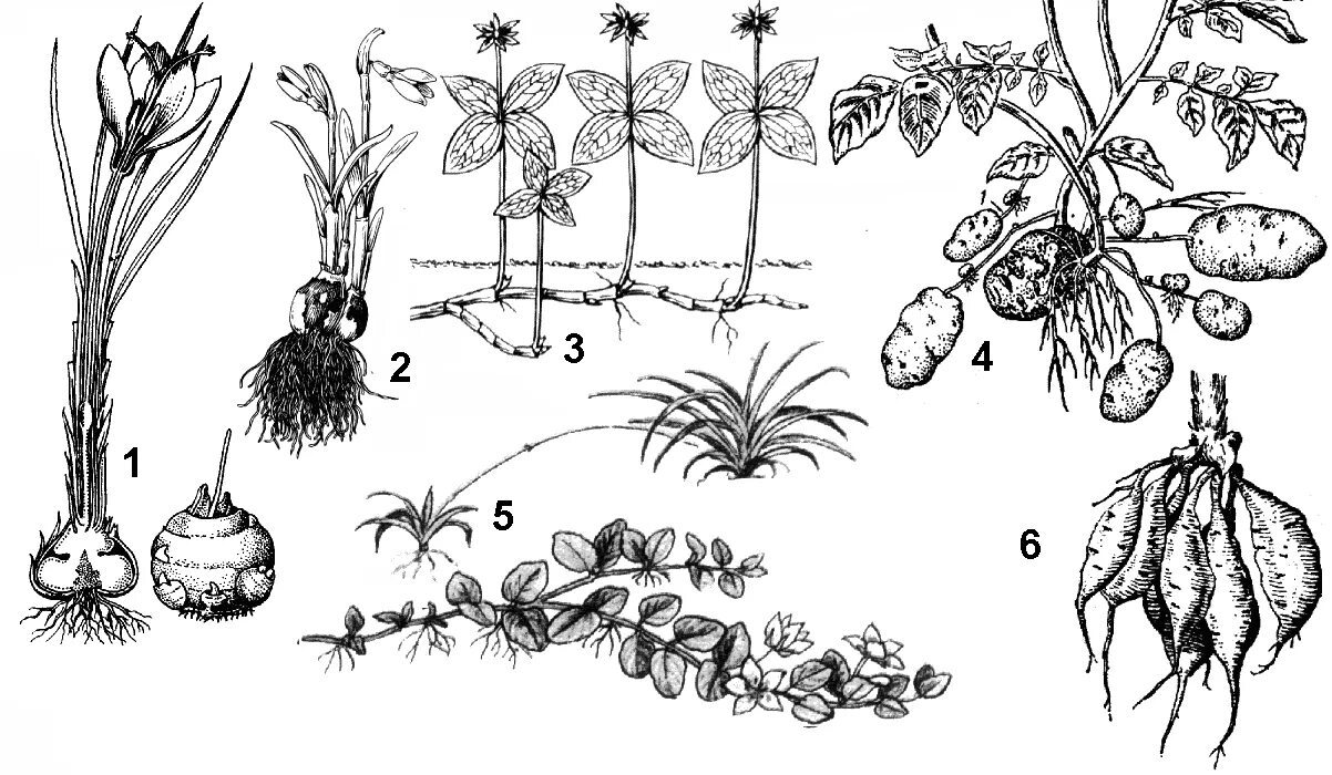 Клубень картофеля и ус садовой земляники. Размножение клубнями и луковицами. Рис . Вегетативное размножение растений. Вегетативное размножение растений задания. Вегетативное размножение цветковых растений схема.