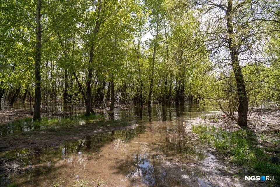 Реки 1 уровень. Река Ельцовка Новосибирск. Парк Ельцовка 1 Новосибирск. Ельцовка 1 река. Ельцовка река до Роял парка.