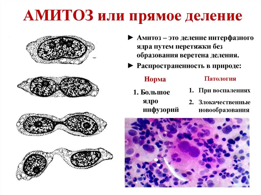 Для какой ткани характерен процесс деления. Прямое деление клетки фазы. Деление клетки амитоз. Амитоз прямое деление клетки. Амитозом делятся клетки эпителия.