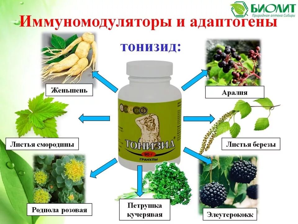 Растительные адаптогены. Растения адаптогены. Растительные биологически активные добавки. Природные иммуномодуляторы