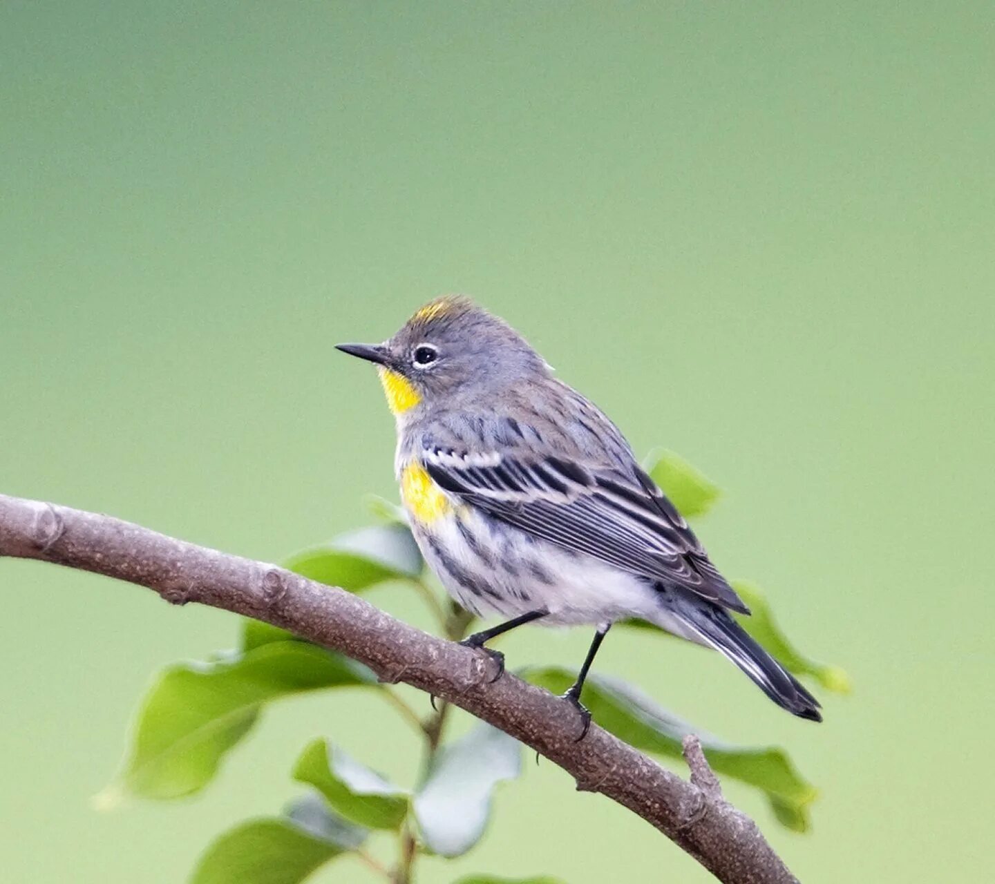 Маленькая желто серая птичка. Птица Yellow Rumped Warbler. Yellow-Rumped Warbler птица Yellow Rumped. Желтогрудая трясогузка. Синица и трясогузка.