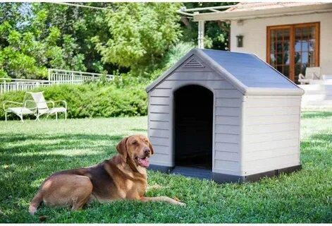 Dog house играть