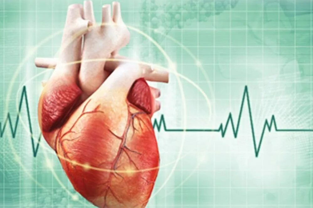 Сердце работает всю жизнь. Кардиология аритмии. Пульс сердца. Кардиограмма сердца.