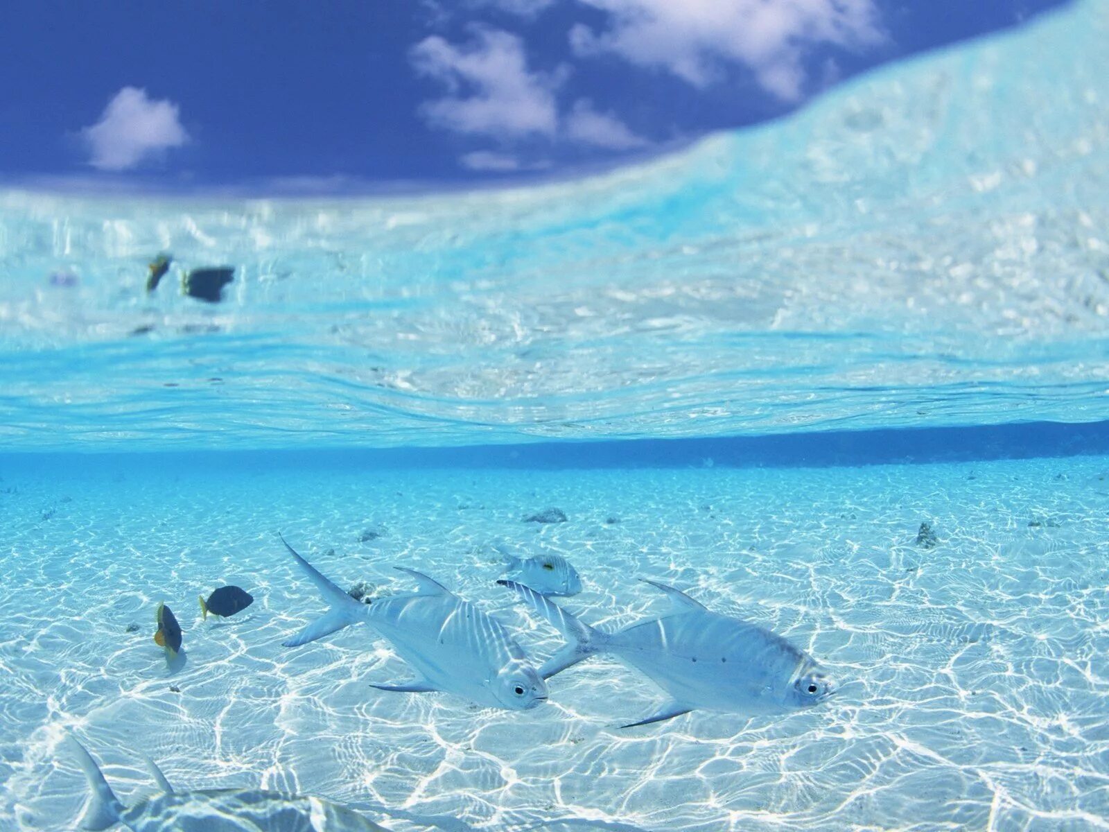 Море фото. Прозрачное море. Голубая прозрачная вода. Мелководье в океане. Рыбы в чистой воде сонник