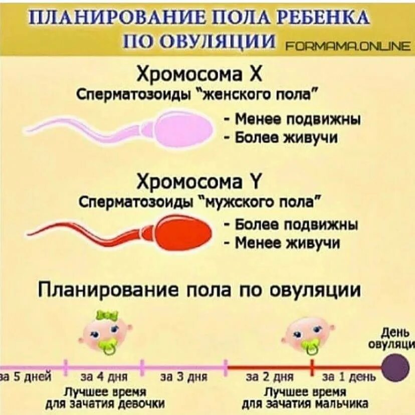 Пол ребенка по эовуляции. Зачатия пола ребенка по овуляции. Зачатие мальчика по овуляции. Зачатие по полу ребенка по овуляции. Зачатие первого ребенка