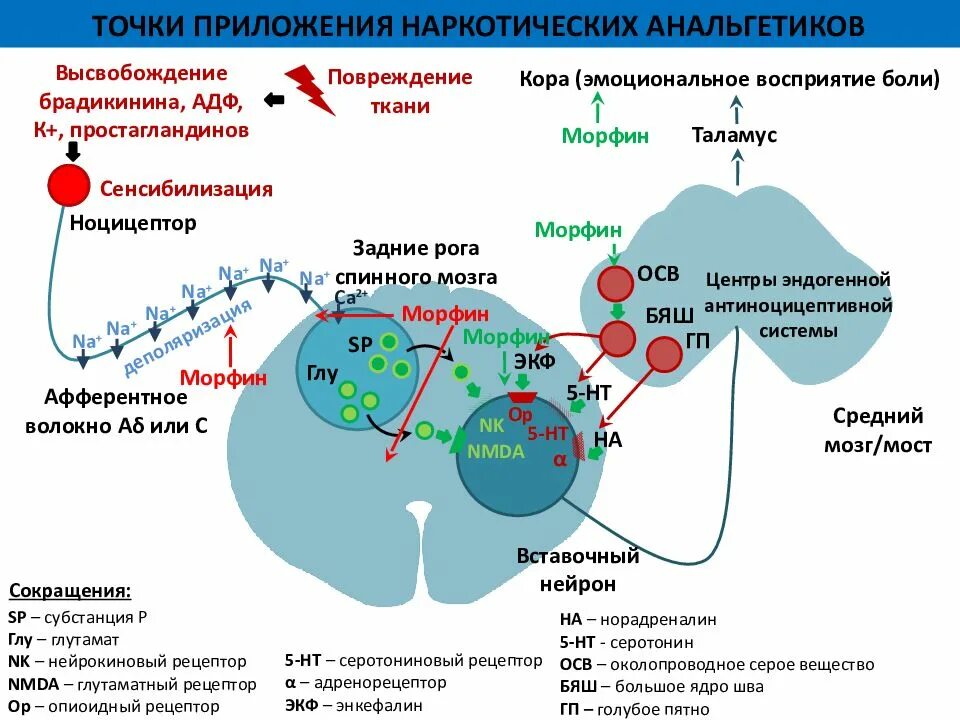 Механизм действия наркотических обезболивающих. Точки приложения наркотических анальгетиков. Опиоидные рецепторы классификация. Дофаминовые рецепторы 2 локализация. Центр эндорфин