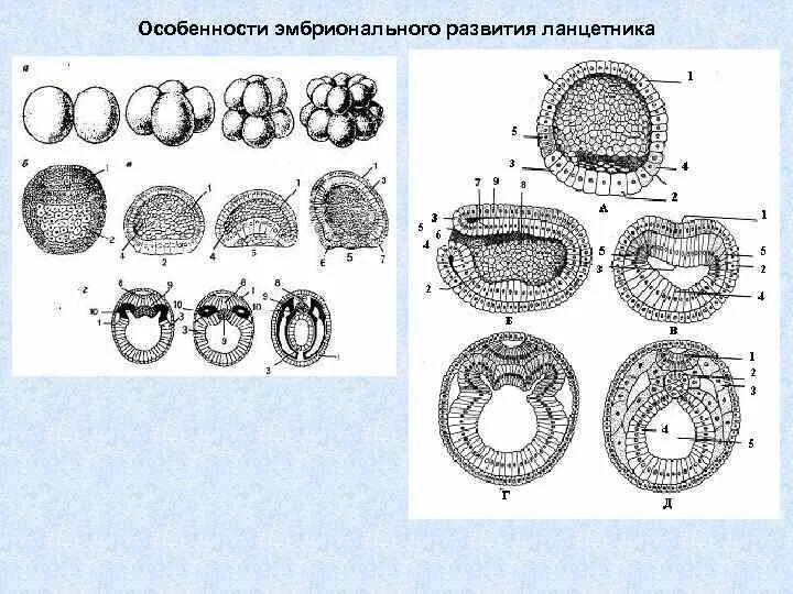 Наука изучающая развитие зародыша. Схема эмбрионального развития ланцетника. Схема эмбриогенеза ланцетника. Эмбриогенез ланцетника. Схема онтогенеза ланцетника.