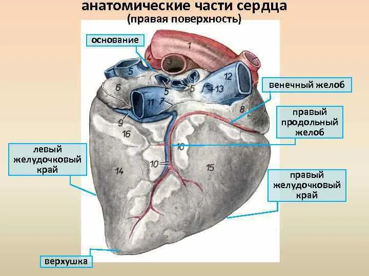 Сердечный поверхность
