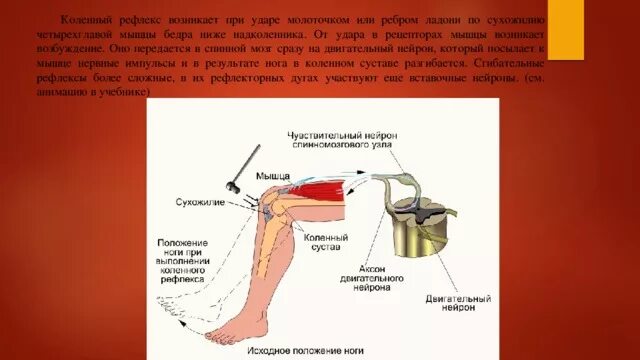 Коленный рефлекс молоточек. Коленный рефлекс возникает при ударе молоточка по. Рефлекс коленного сухожилия. Коленный сухожильный рефлекс.