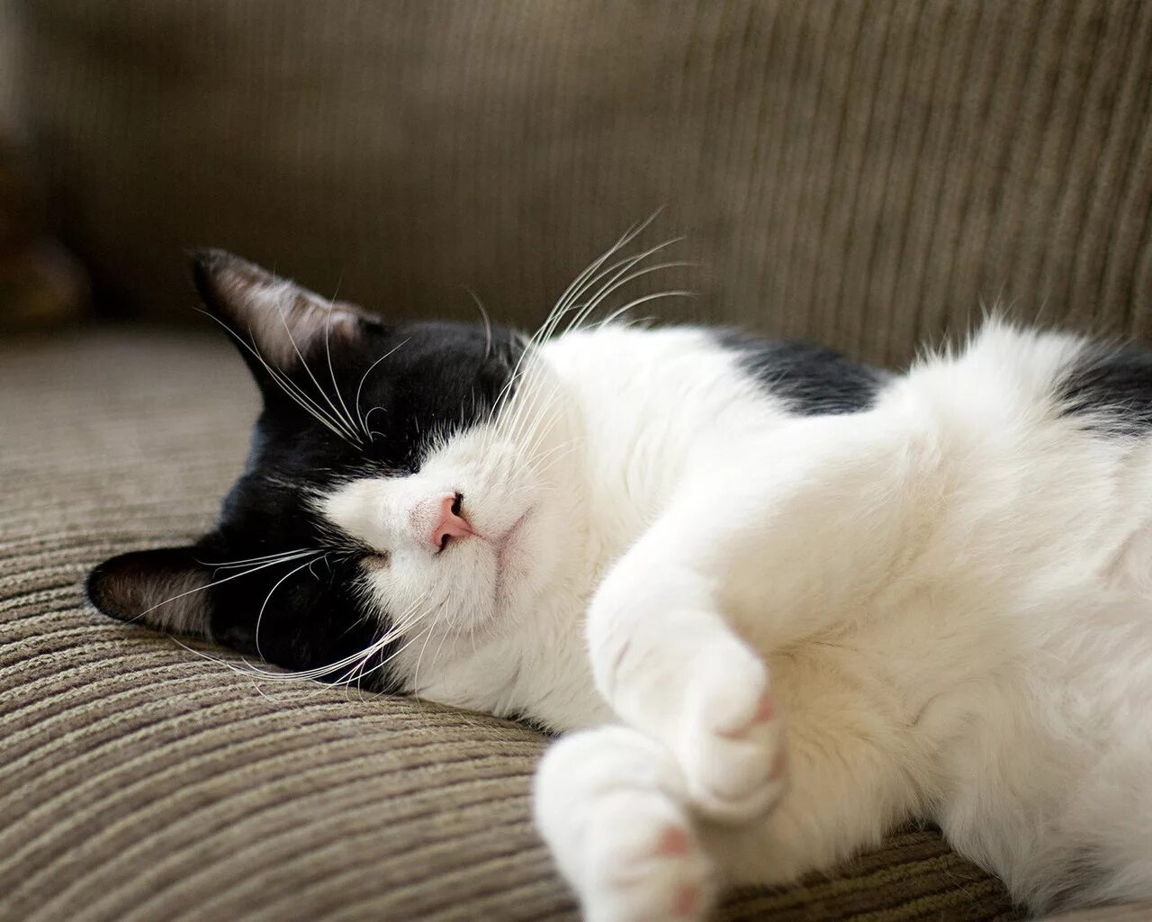 Спящие котики на белом фоне. Фото. Чёрный кот. Черный кот спит. Черно белый кот спит.