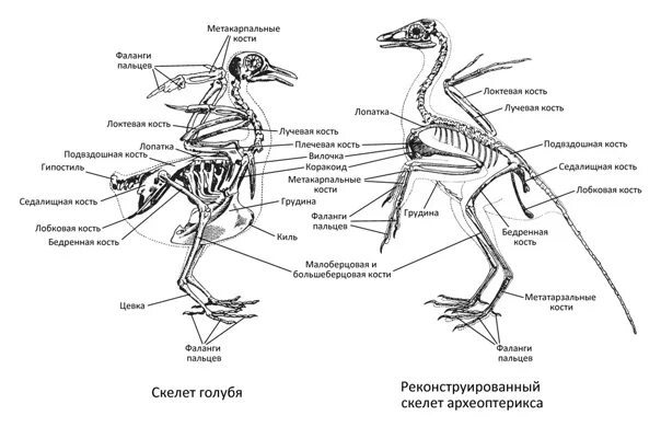 Кости пояса задних конечностей у птиц. Археоптерикс строение скелета. Внутреннее строение археоптерикса. Задние конечности археоптерикса. Скелет птицы цевка.