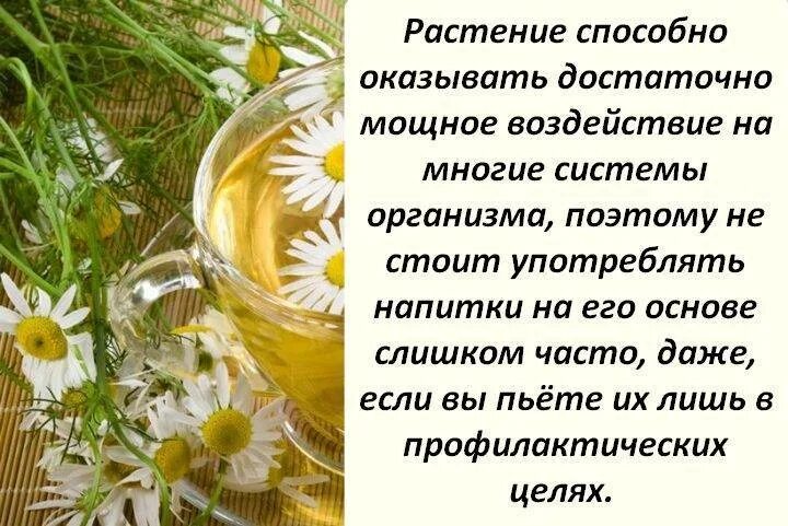 Ромашка вместо чая. Ромашка при простуде. Ромашковый чай полезные св-ва для женщины. Зеленый чай с ромашкой. Ромашка чай лечебные.