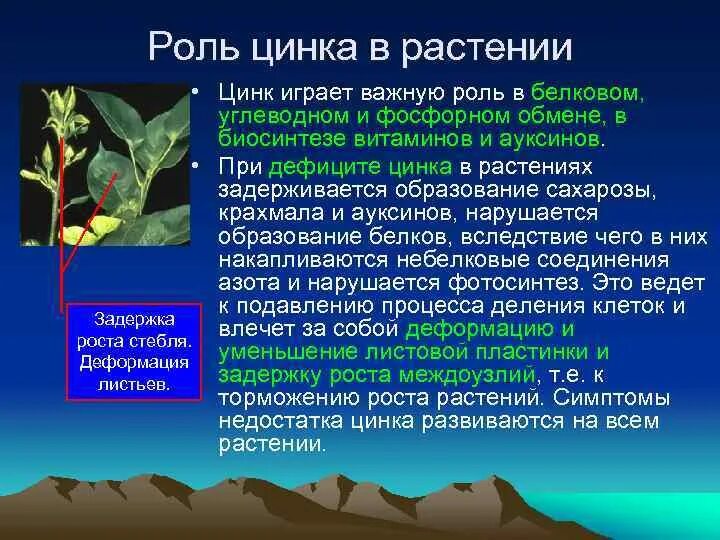 Роль элементов в растениях. Цинк в растениях. Роль цинка в растениях. Минеральное питание растений. Избыток и недостаток цинка у растений.