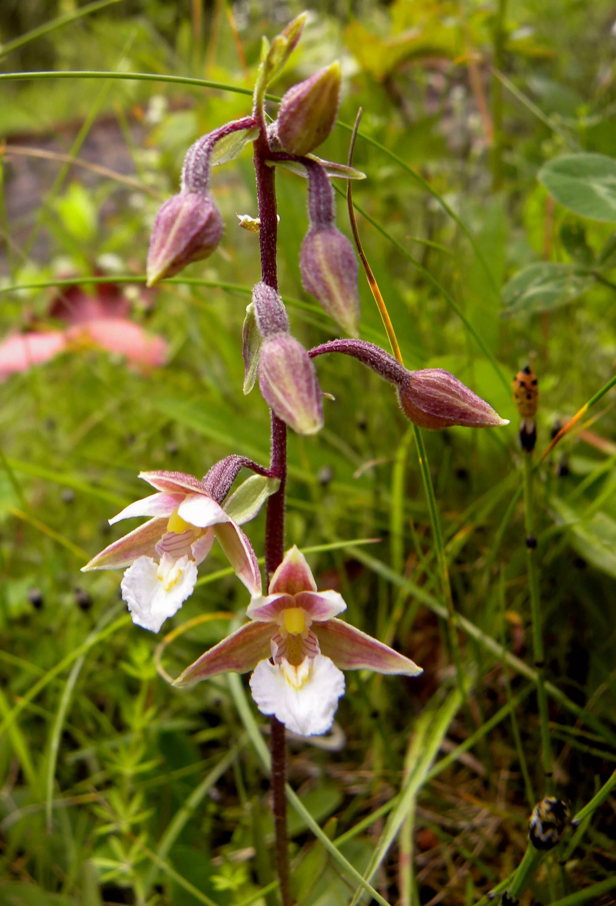 Дремлик болотный. Дремлик болотный (Epipactis palustris). Орхидея Дремлик болотный. Дремлик болотный (Epipactis palustris (l.) Crantz ).