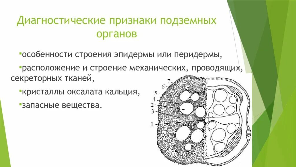 Микроскопический анализ лекарственного растительного. Диагностические признаки подземных органов. Анатомо диагностические признаки сырья. Микроскопические диагностические признаки. Микроскопический анализ сырья.