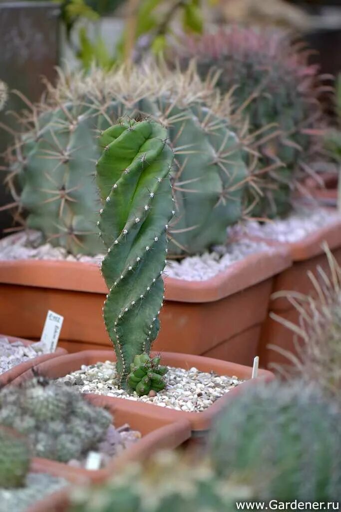 без кактусов. маммиллярия кристата. кактус с неколючими иголками. неколючий кактус. кактусы комнатные неколючие.