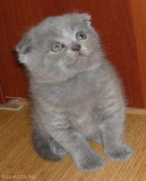 Шотландская вислоухая ошка. Обычная вислоухая кошка. Шотландская кошка скоттиш фолд. Скоттиш-фолд шотландская вислоухая. Шотландская скоттиш фолд страйт.