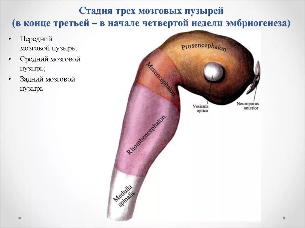 3 пузыря мозга. Стадия трек мозговых пузырей. Стадия трех мозговых пузырей. Стадия трех мозговых пузырей схема. Первичные мозговые пузыри.