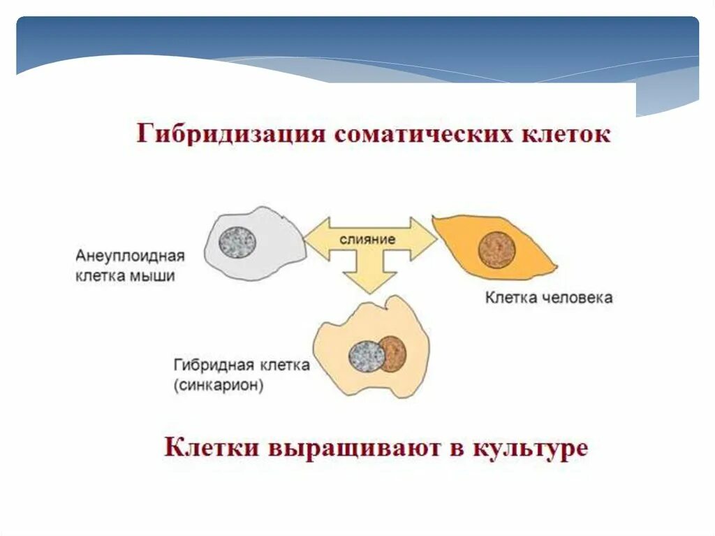 Метод гибридизации соматических клеток человека. Метод гибридизации соматических клеток пример. Методика метода гибридизации соматических клеток. Гибридизация соматических клето.