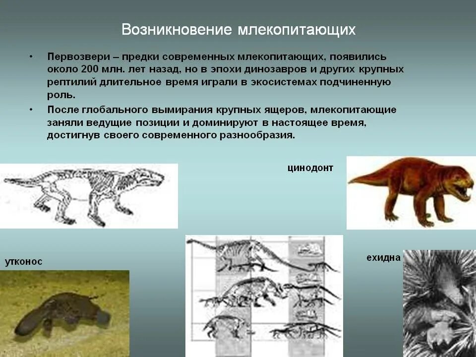 Предки млекопитающих. Происхождениелекопитающих. Переходная форма млекопитающих. Эволюция млекопитающих. Эволюционные изменения млекопитающих