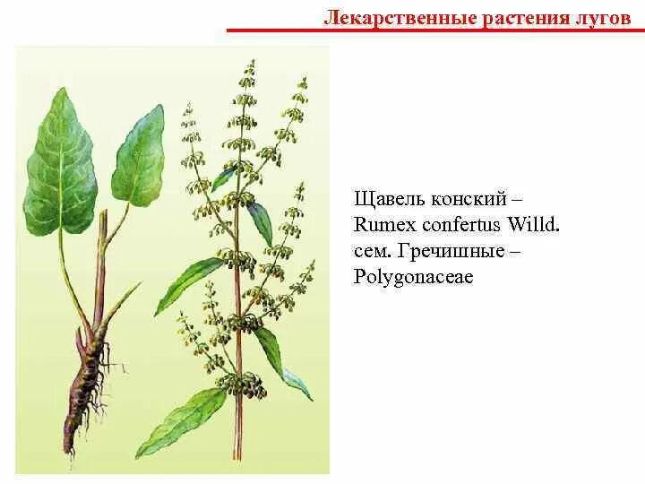 Щавель женский орган. Лечебные растения Тюменской области. Щавель строение. Травянистые растения Тюменской области. Тюмень лекарственные растения.