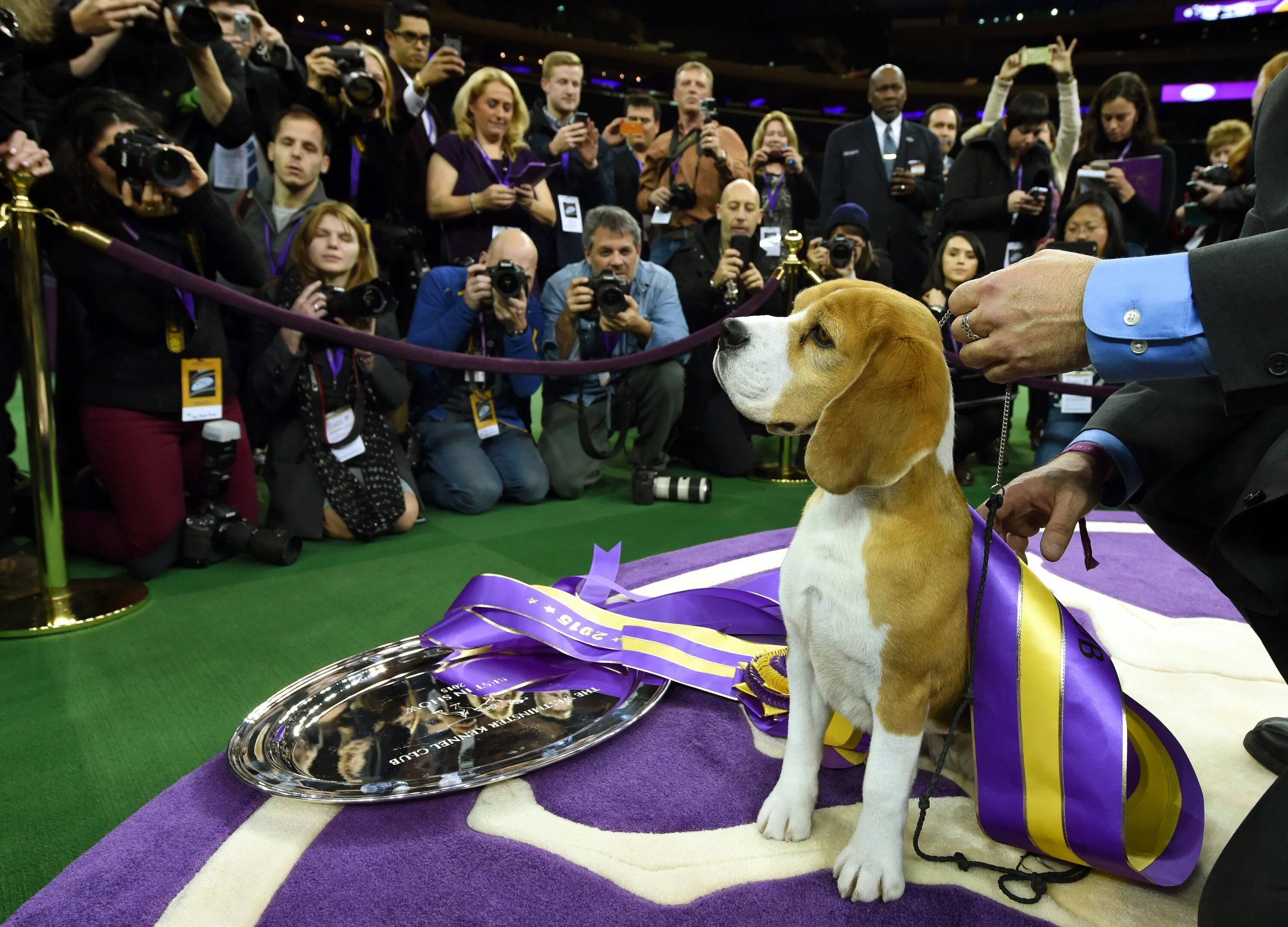 Westminster Dog show 2023. На выставке собак. Выставочные собаки. Участие в выставке собак