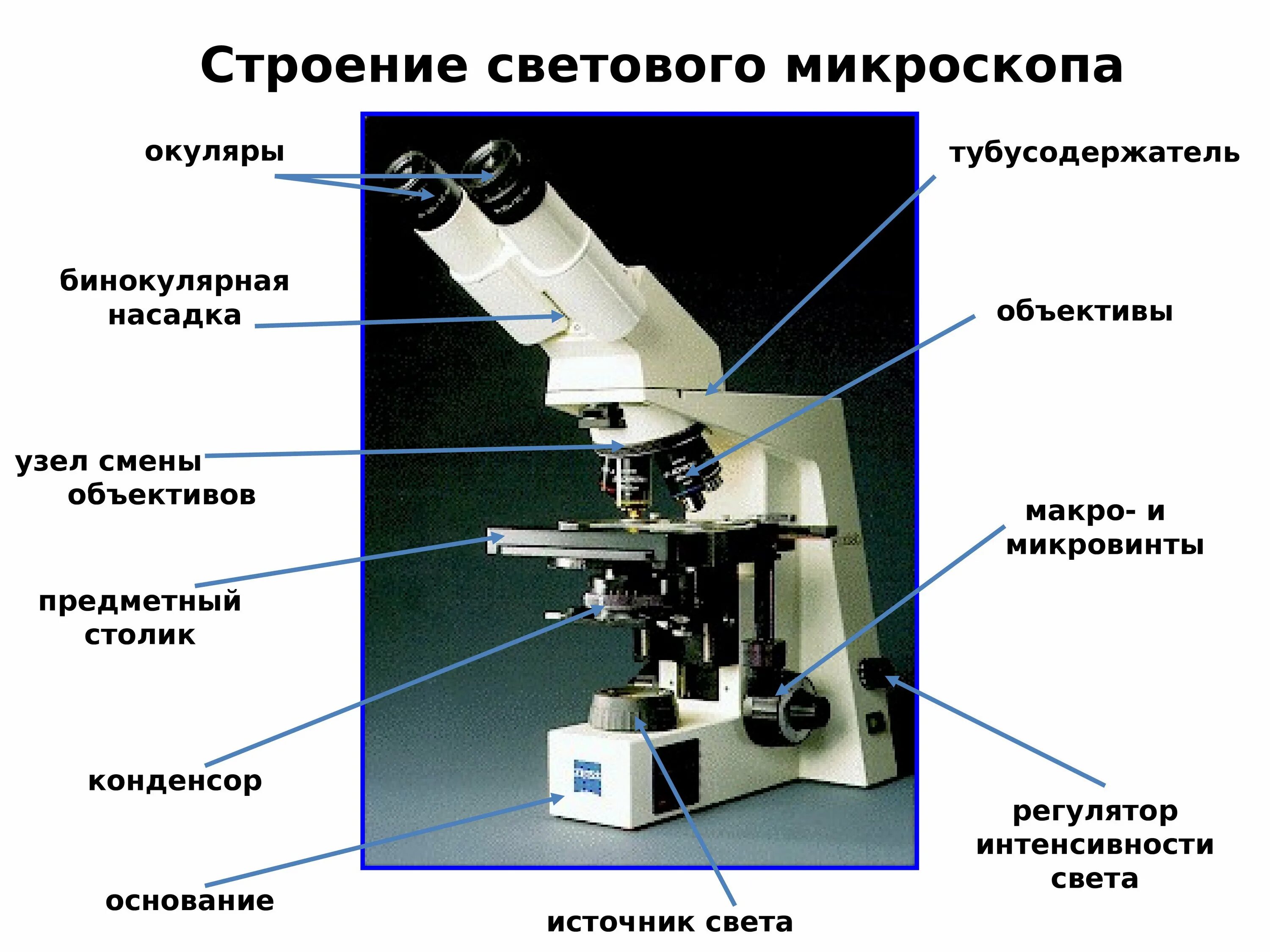 Тубус цифрового микроскопа. Световой микроскоп строение конденсор. Строение микроскопа тубусодержатель. Строение светового микроскопа гистология. Строение микроскопа оптического микроскопа.