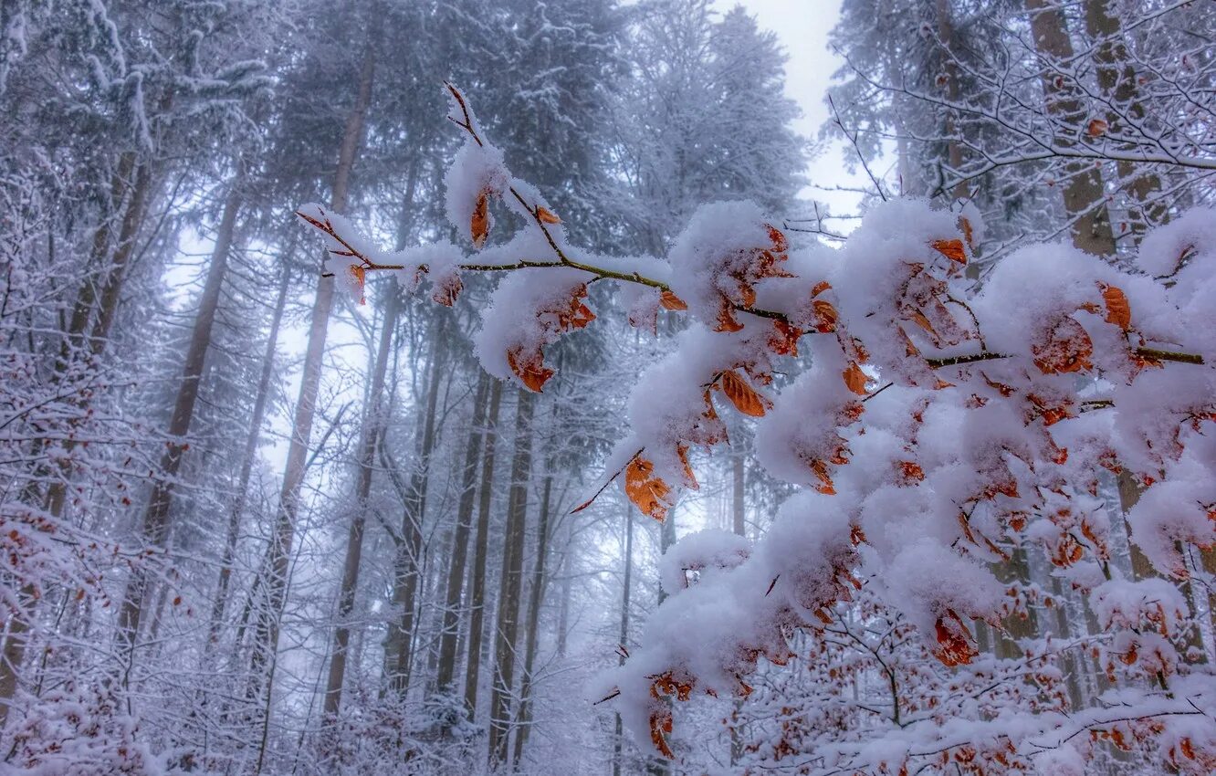 Пестрый снег. Зима в лесу. Лес в снегу. Зимой в лесу. Зимние леса.