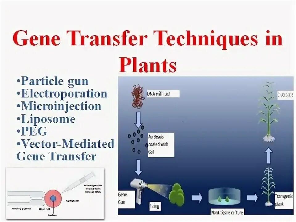 Transfer method. Gene insertion method.