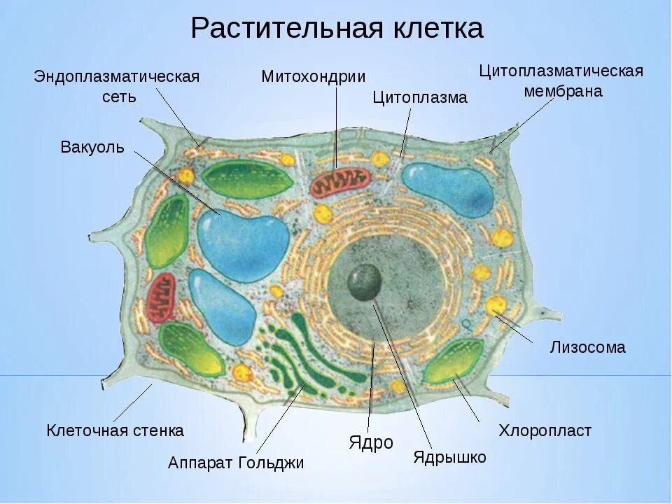 Органеллы водоросли