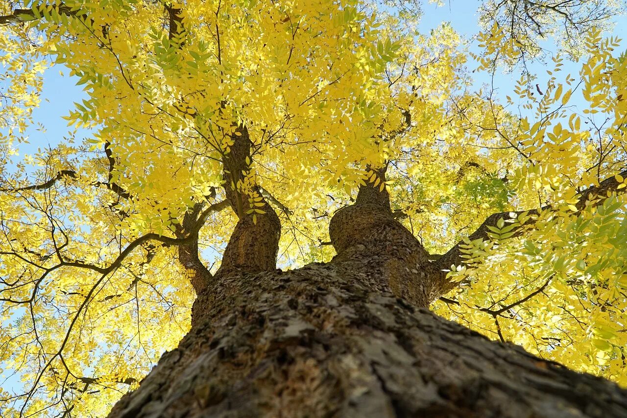 Yellow tree
