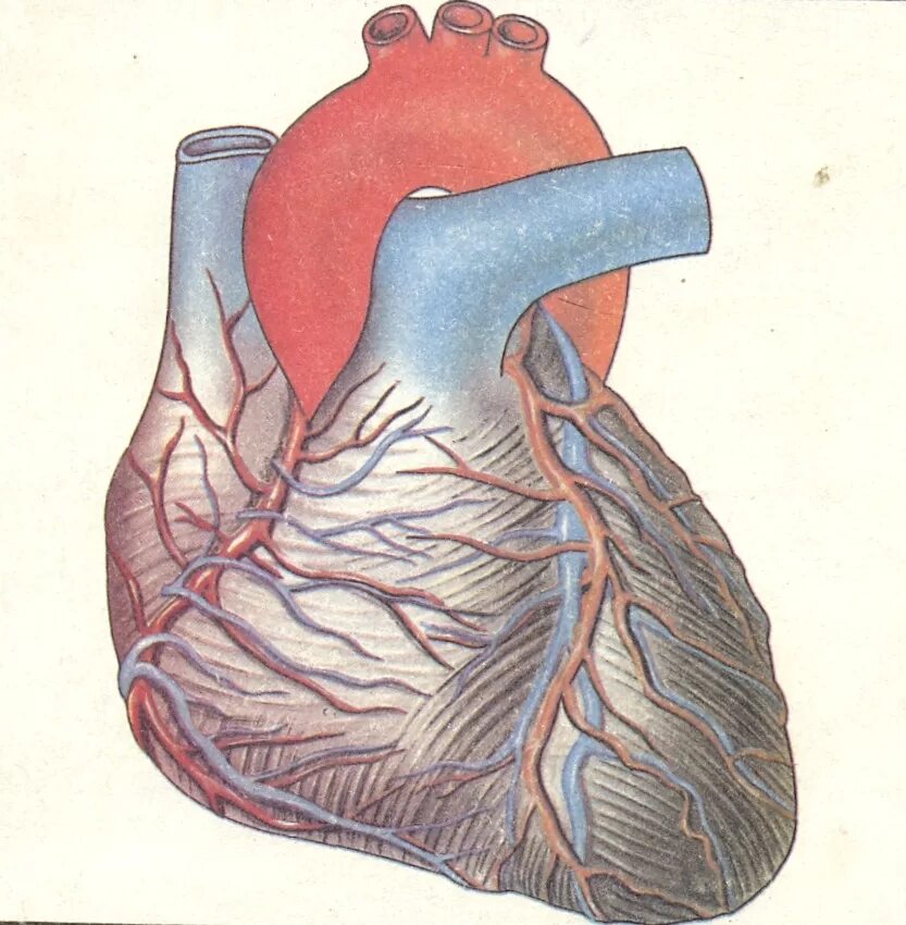 Сердечные артерии и вены. Сердце человека перикард. Кровоснабжение перикарда. Сердце и кровеносные сосуды.