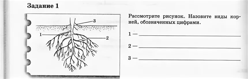 Корень 6 класс самостоятельная. Корневая система 6 класс биология. Корневая система 5 класс биология. Виды корневых систем 6 класс биология.