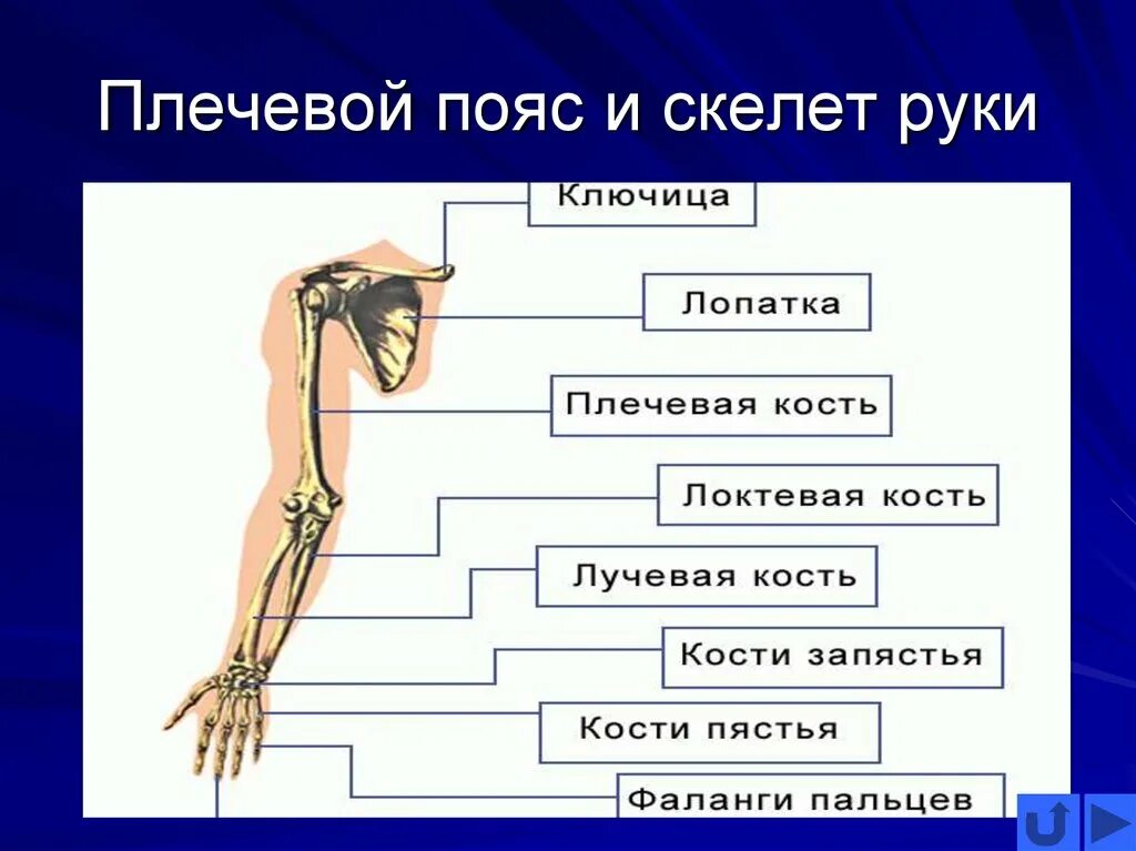 Части руки человека. Схема строения плечевого пояса. Строение руки. Скелет плечевого пояса и руки. Строение руки человека.