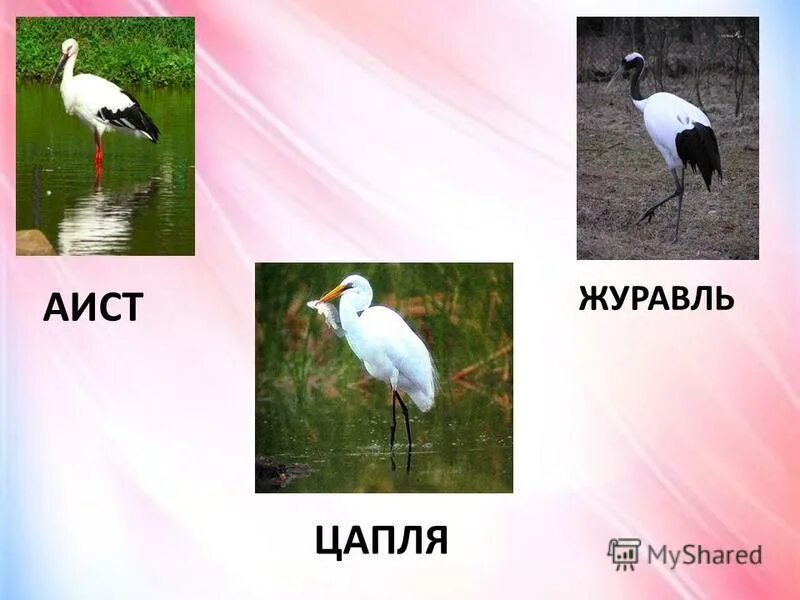 Чем отличается аист от журавля