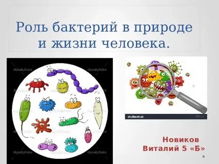 Роль бактерий в жизни человека рисунок